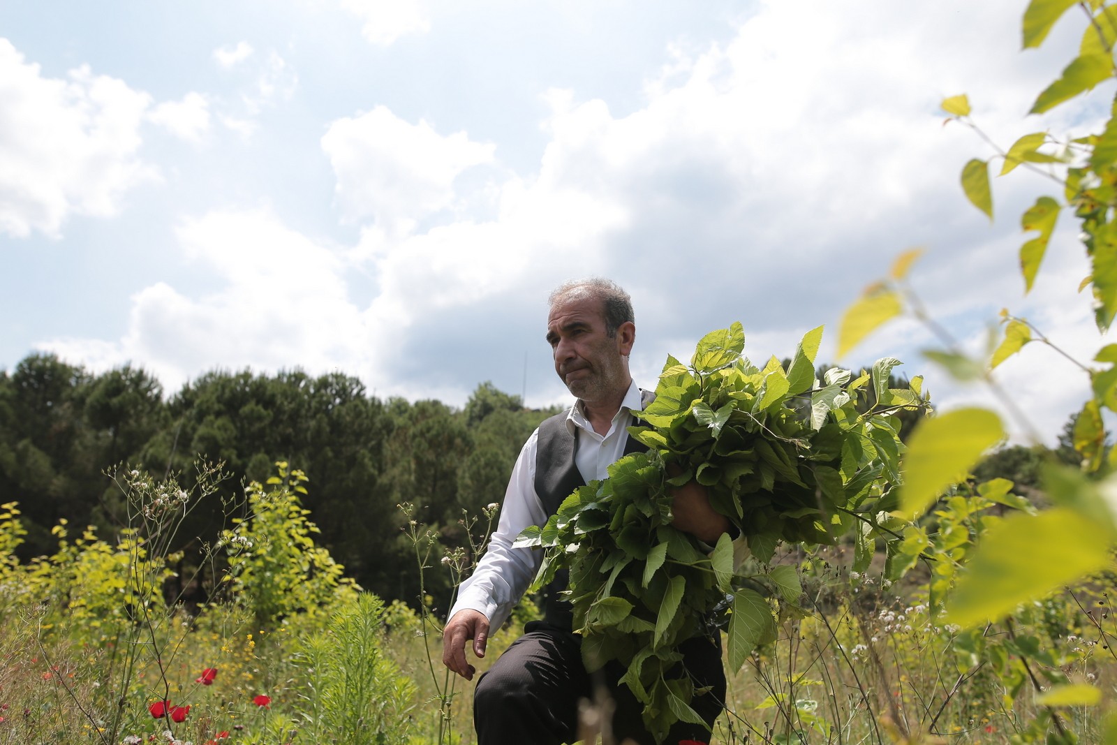 İpekte hasat zamanı